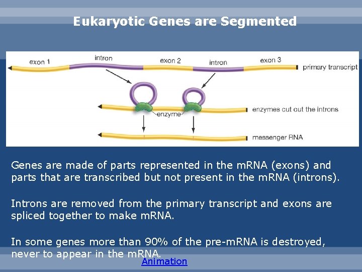 Eukaryotic Genes are Segmented Genes are made of parts represented in the m. RNA