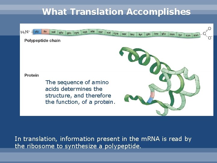 What Translation Accomplishes The sequence of amino acids determines the structure, and therefore the