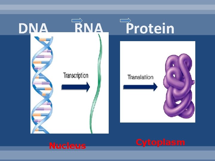 DNA RNA Nucleus Protein Cytoplasm 