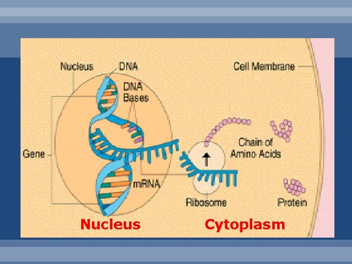 Nucleus Cytoplasm 