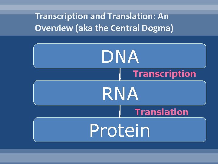 Transcription and Translation: An Overview (aka the Central Dogma) DNA Transcription RNA Translation Protein