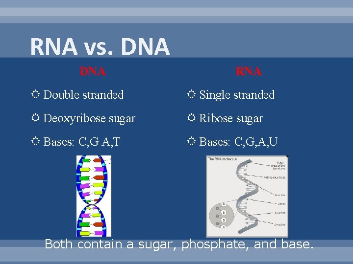 RNA vs. DNA RNA Double stranded Single stranded Deoxyribose sugar Ribose sugar Bases: C,