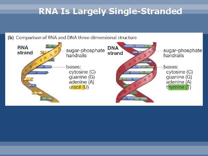 RNA Is Largely Single-Stranded 