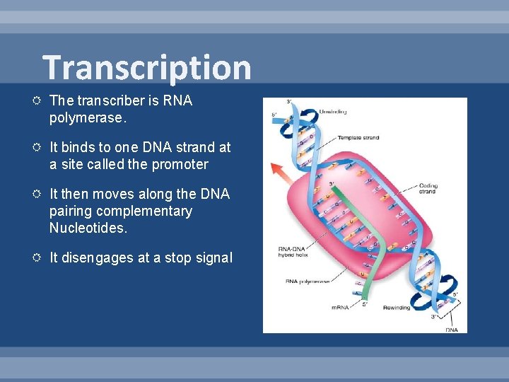 Transcription The transcriber is RNA polymerase. It binds to one DNA strand at a