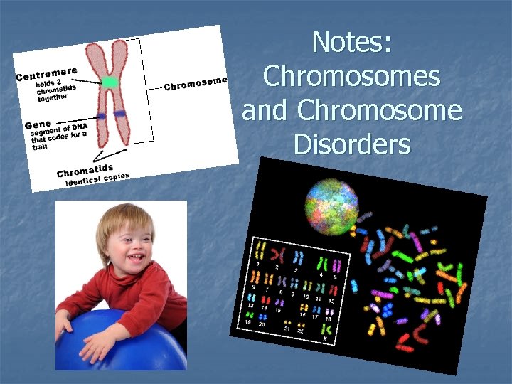 Notes: Chromosomes and Chromosome Disorders 