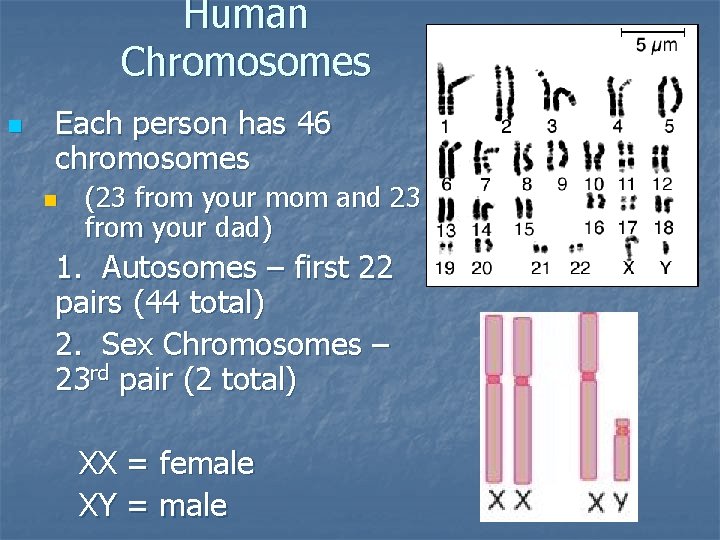 Human Chromosomes n Each person has 46 chromosomes n (23 from your mom and
