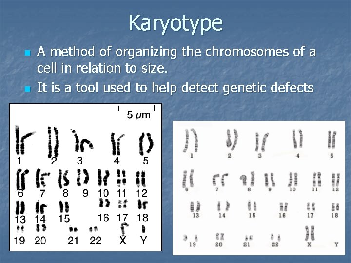 Karyotype n n A method of organizing the chromosomes of a cell in relation