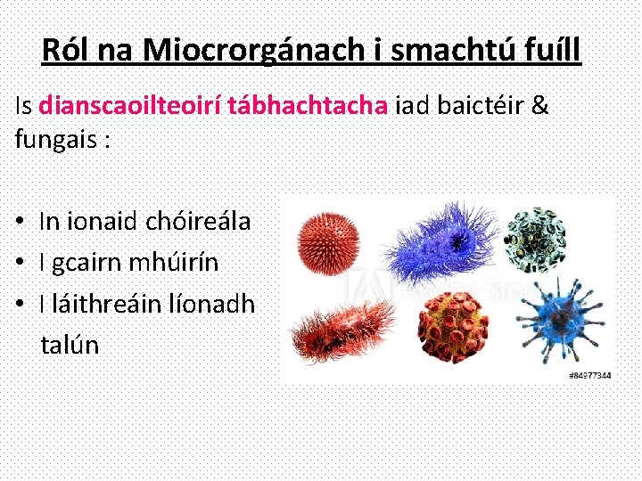 Ról na Miocrorgánach i smachtú fuíll Is dianscaoilteoirí tábhachtacha iad baictéir & fungais :