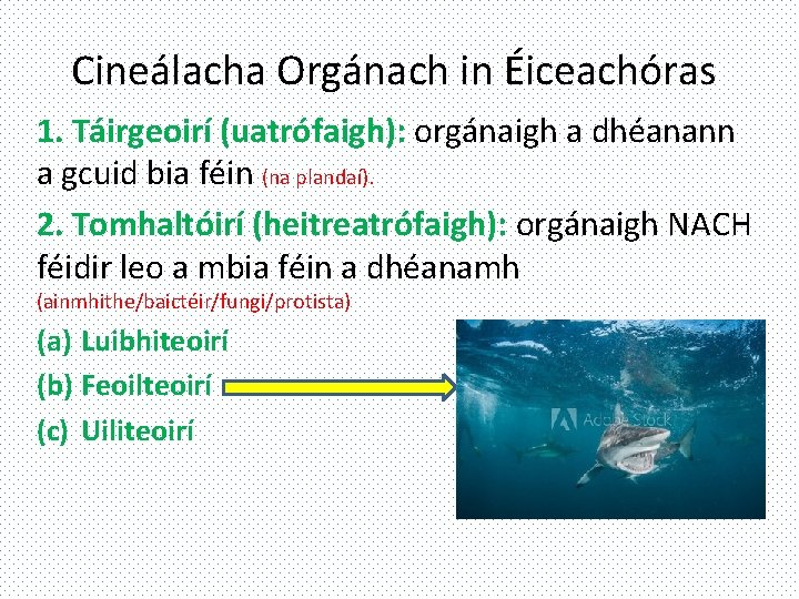 Cineálacha Orgánach in Éiceachóras 1. Táirgeoirí (uatrófaigh): orgánaigh a dhéanann a gcuid bia féin