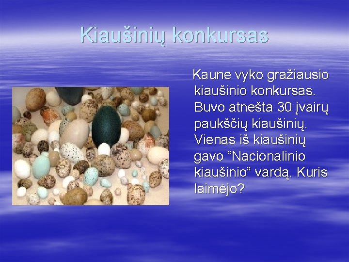 Kiaušinių konkursas Kaune vyko gražiausio kiaušinio konkursas. Buvo atnešta 30 įvairų paukščių kiaušinių. Vienas