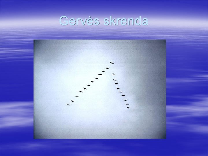 Gervės skrenda 