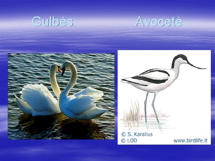 Gulbės Avocetė 