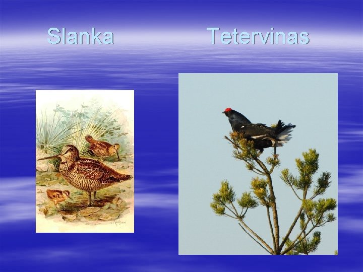 Slanka Tetervinas 