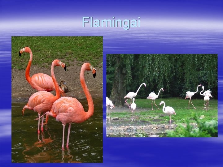 Flamingai 