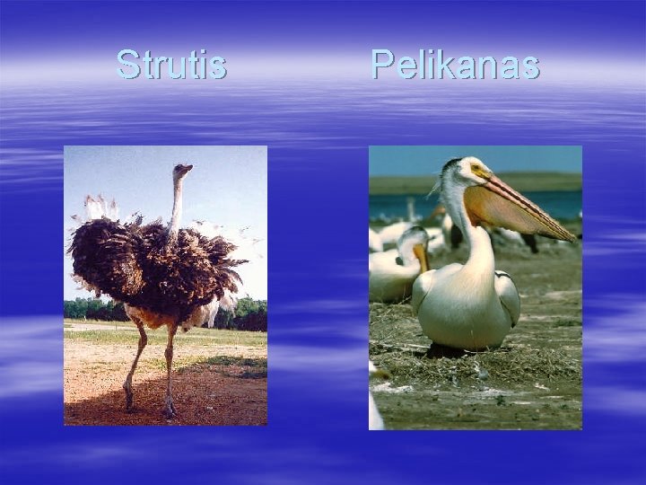 Strutis Pelikanas 