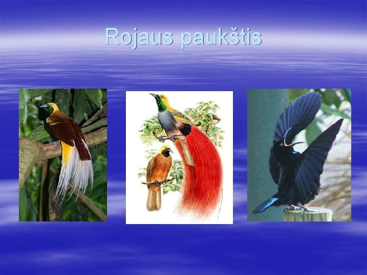 Rojaus paukštis 