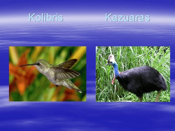 Kolibris Kazuaras 