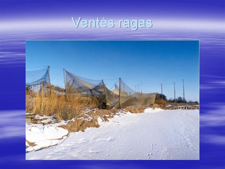 Ventės ragas 