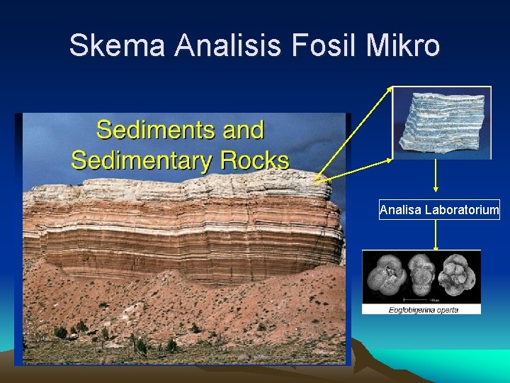 Skema Analisis Fosil Mikro Analisa Laboratorium 