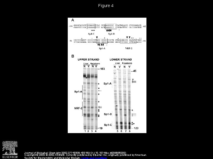 Mitochondrial Transcription Factor A and Its Downstream Targets