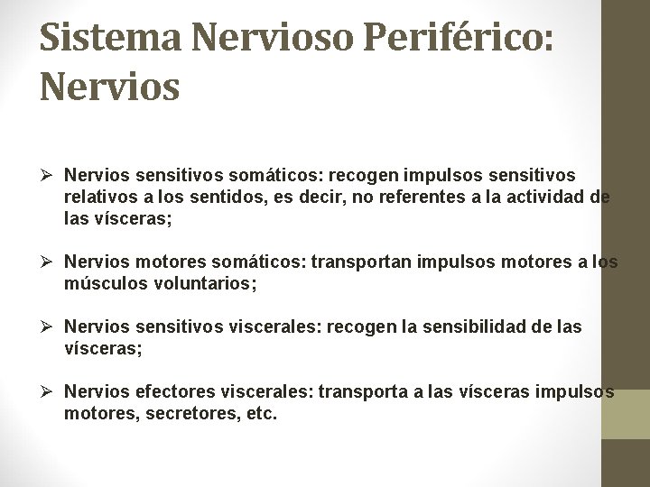 Sistema Nervioso Periférico: Nervios Ø Nervios sensitivos somáticos: recogen impulsos sensitivos relativos a los