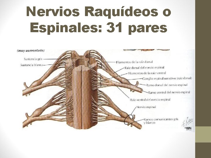 Nervios Raquídeos o Espinales: 31 pares 