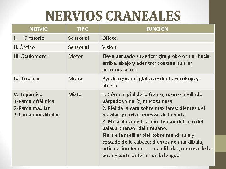NERVIOS CRANEALES NERVIO I. Olfatorio TIPO FUNCIÓN Sensorial Olfato II. Óptico Sensorial Visión III.