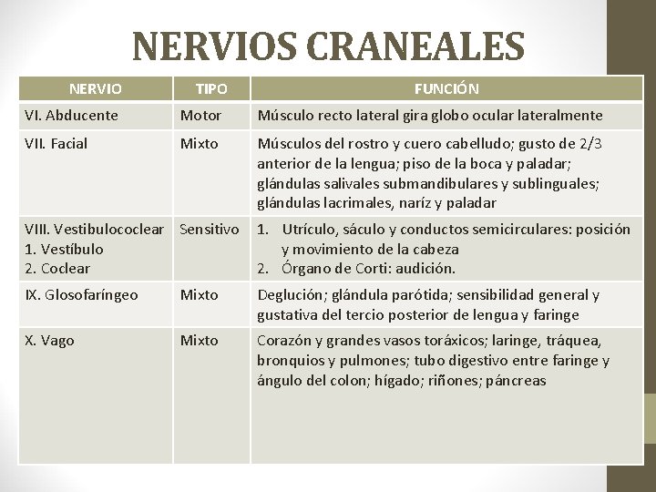 NERVIOS CRANEALES NERVIO TIPO FUNCIÓN VI. Abducente Motor Músculo recto lateral gira globo ocular