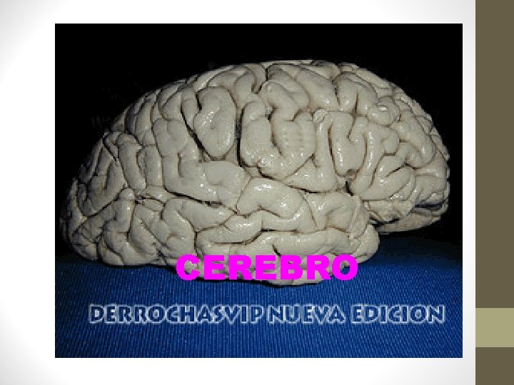 CEREBRO 