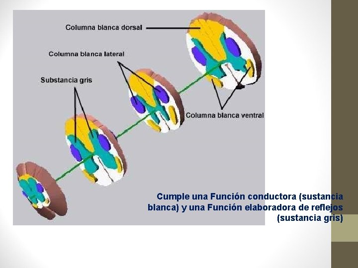 Cumple una Función conductora (sustancia blanca) y una Función elaboradora de reflejos (sustancia gris)