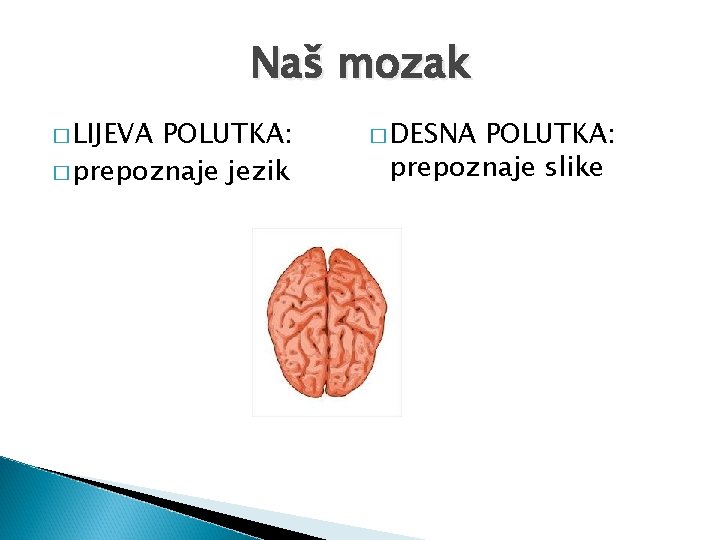 Naš mozak � LIJEVA POLUTKA: � prepoznaje jezik � DESNA POLUTKA: prepoznaje slike 