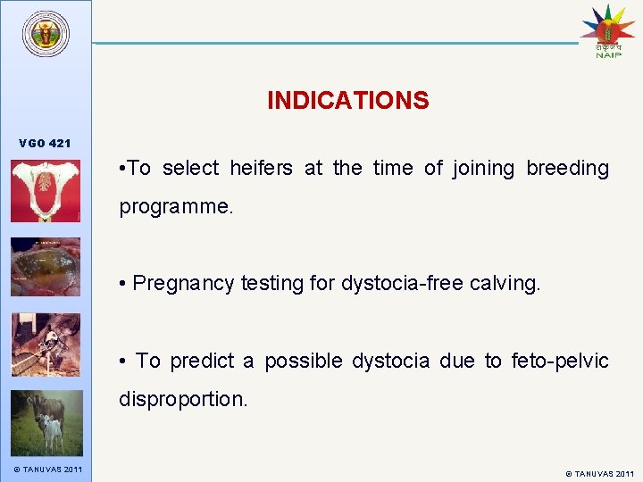 INDICATIONS VGO 421 • To select heifers at the time of joining breeding programme.