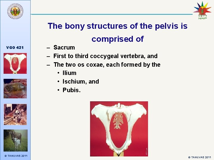 The bony structures of the pelvis is comprised of VGO 421 © TANUVAS 2011