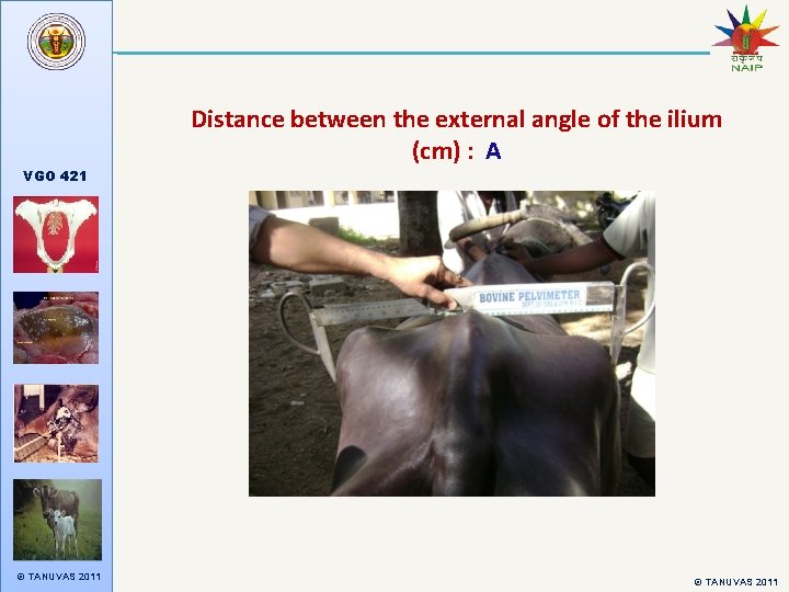 Distance between the external angle of the ilium (cm) : A VGO 421 ©