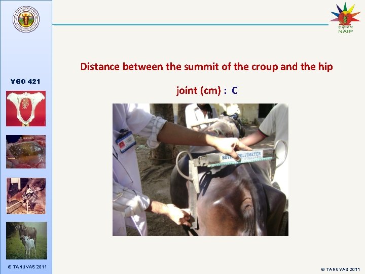 Distance between the summit of the croup and the hip VGO 421 © TANUVAS