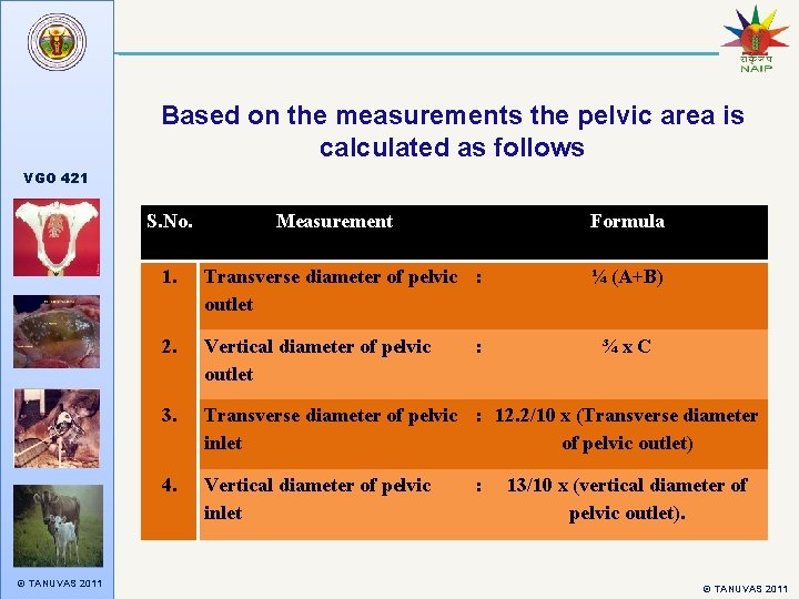 Based on the measurements the pelvic area is calculated as follows VGO 421 S.
