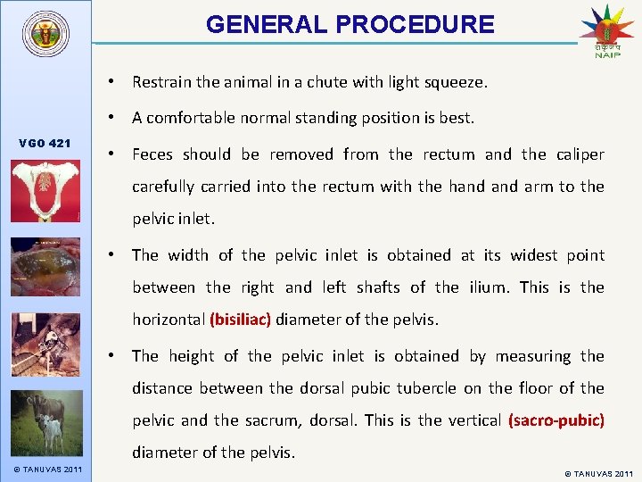 GENERAL PROCEDURE • Restrain the animal in a chute with light squeeze. • A