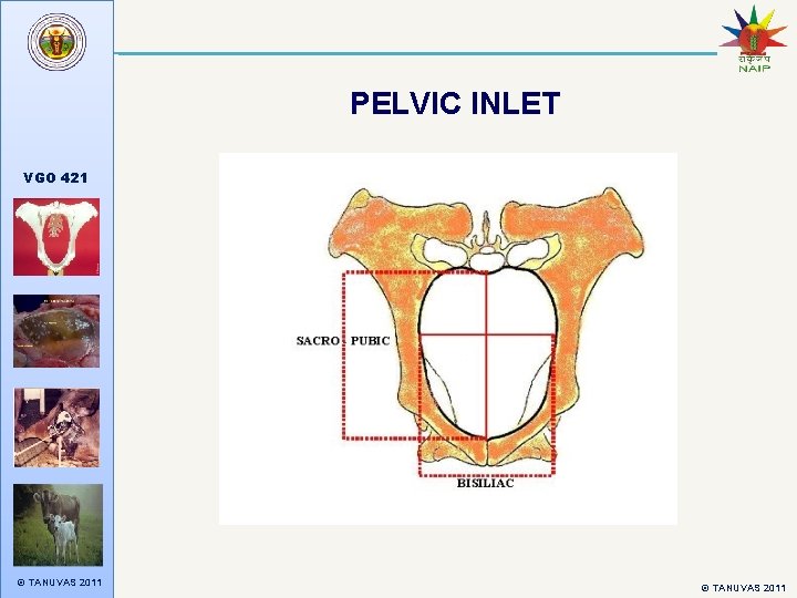 PELVIC INLET VGO 421 © TANUVAS 2011 