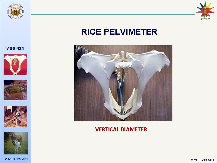 RICE PELVIMETER VGO 421 VERTICAL DIAMETER © TANUVAS 2011 