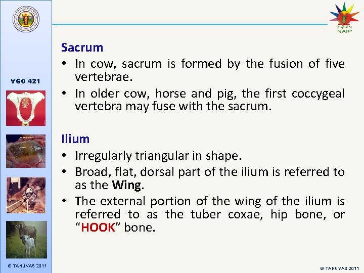 VGO 421 Sacrum • In cow, sacrum is formed by the fusion of five