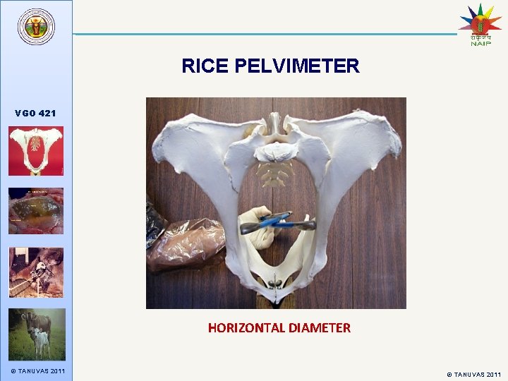 RICE PELVIMETER VGO 421 HORIZONTAL DIAMETER © TANUVAS 2011 