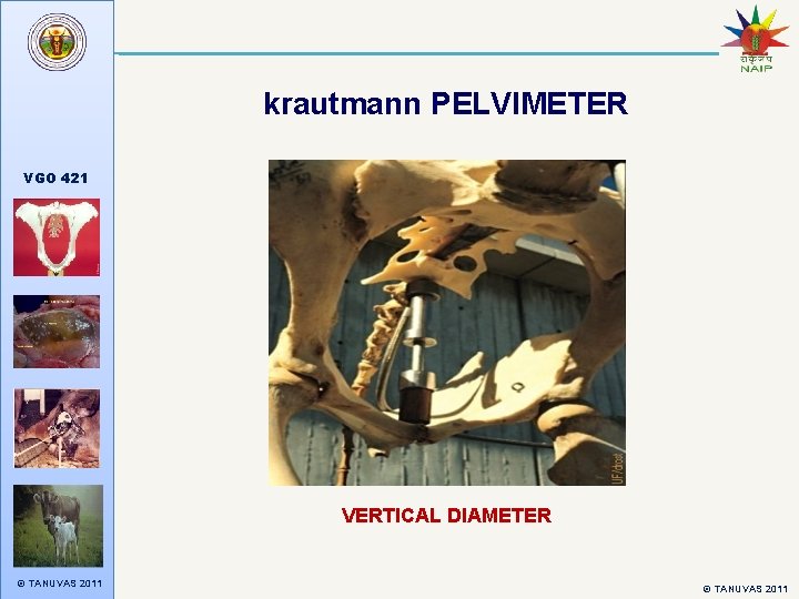 krautmann PELVIMETER VGO 421 VERTICAL DIAMETER © TANUVAS 2011 