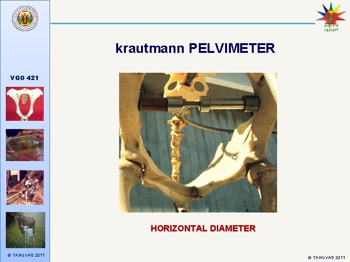 krautmann PELVIMETER VGO 421 HORIZONTAL DIAMETER © TANUVAS 2011 