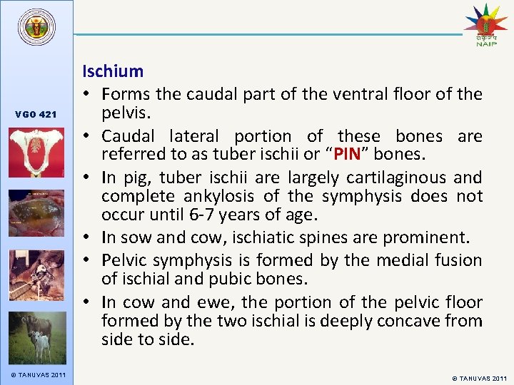 VGO 421 © TANUVAS 2011 Ischium • Forms the caudal part of the ventral