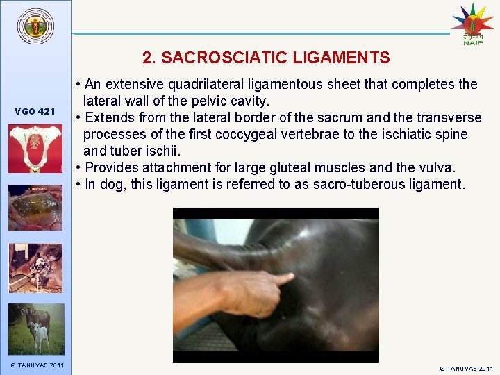 2. SACROSCIATIC LIGAMENTS VGO 421 © TANUVAS 2011 • An extensive quadrilateral ligamentous sheet