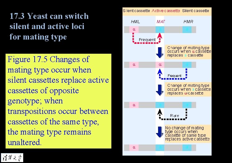 17. 3 Yeast can switch silent and active loci for mating type Figure 17.