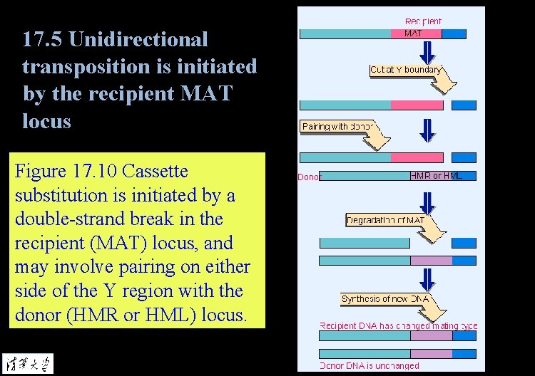 17. 5 Unidirectional transposition is initiated by the recipient MAT locus Figure 17. 10