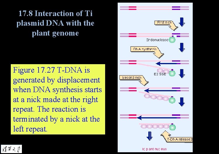 17. 8 Interaction of Ti plasmid DNA with the plant genome Figure 17. 27