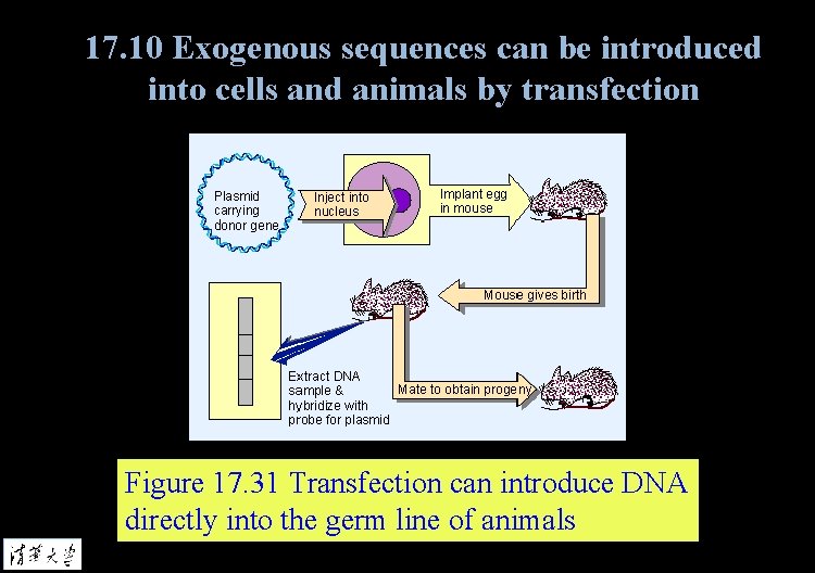 17. 10 Exogenous sequences can be introduced into cells and animals by transfection Figure