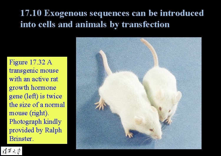 17. 10 Exogenous sequences can be introduced into cells and animals by transfection Figure